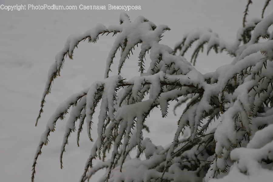 Nature, Outdoors, Ice, Frost, Snow
