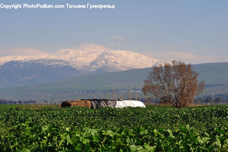 Plant, Tobacco, Field, Grass, Grassland, Land, Outdoors