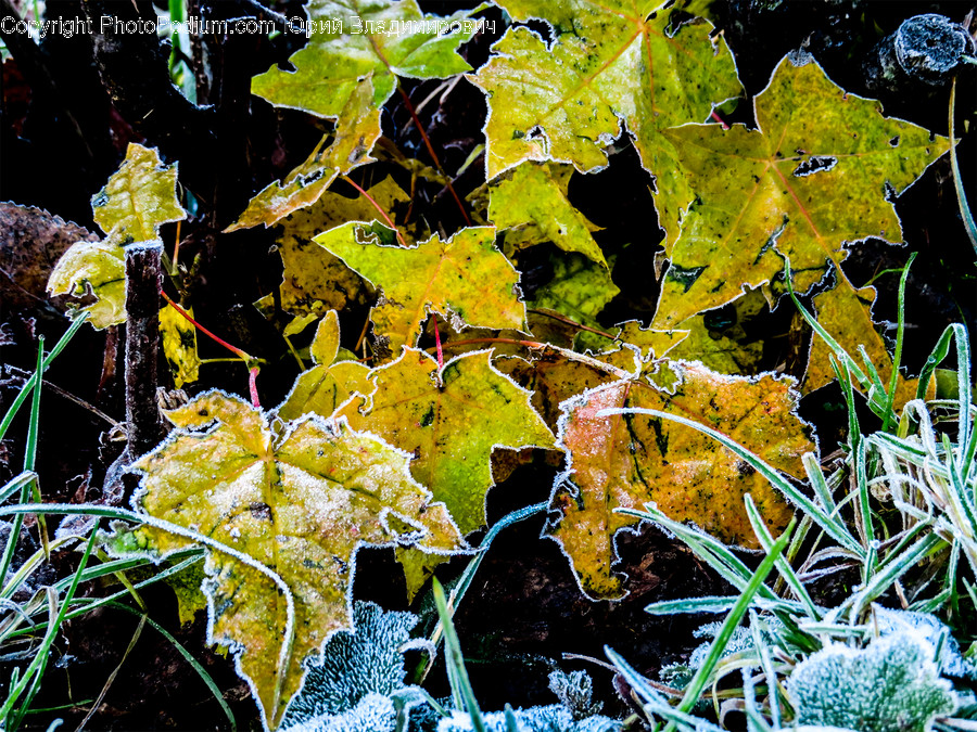 Leaf, Plant, Tree, Maple, Maple Leaf