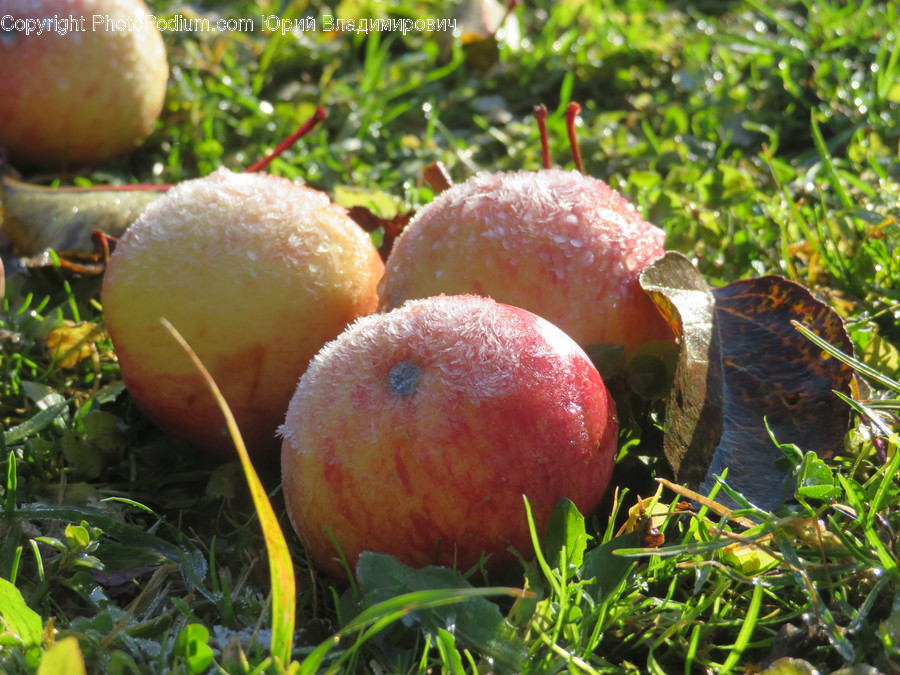 Plant, Food, Fruit, Fungus, Produce