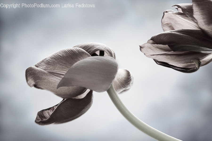 Plant, Flower, Blossom, Petal, Bud