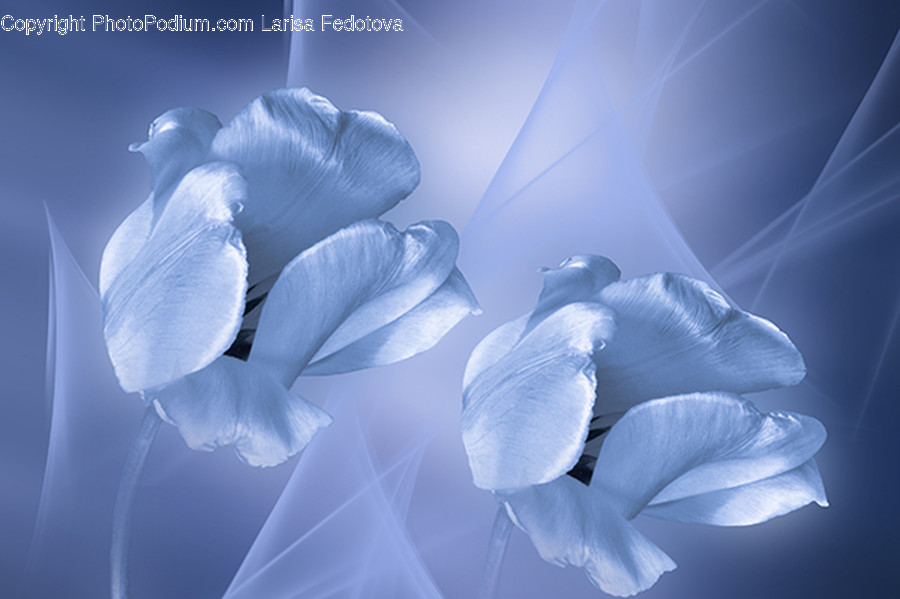 Plant, Blossom, Petal, Flower, Iris