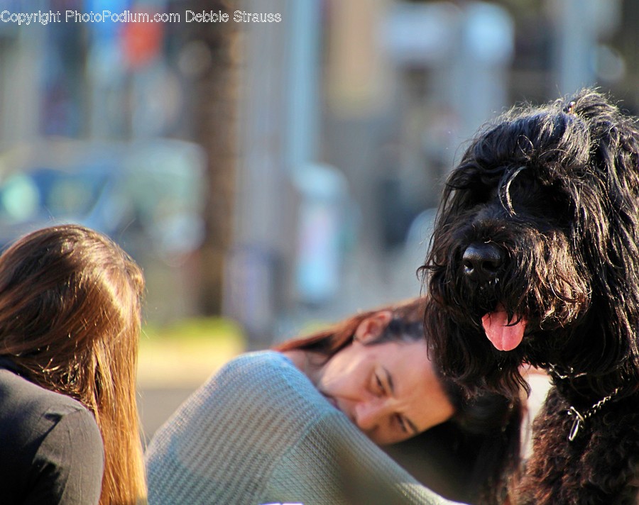 Human, Person, Mammal, Terrier, Canine