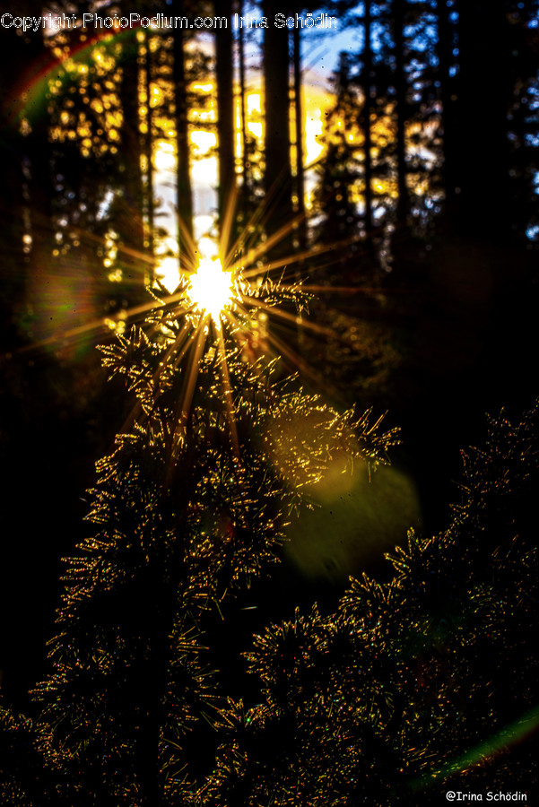 Flare, Light, Nature, Outdoors, Christmas Tree