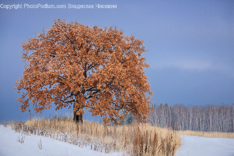 Plant, Tree, Tree Trunk