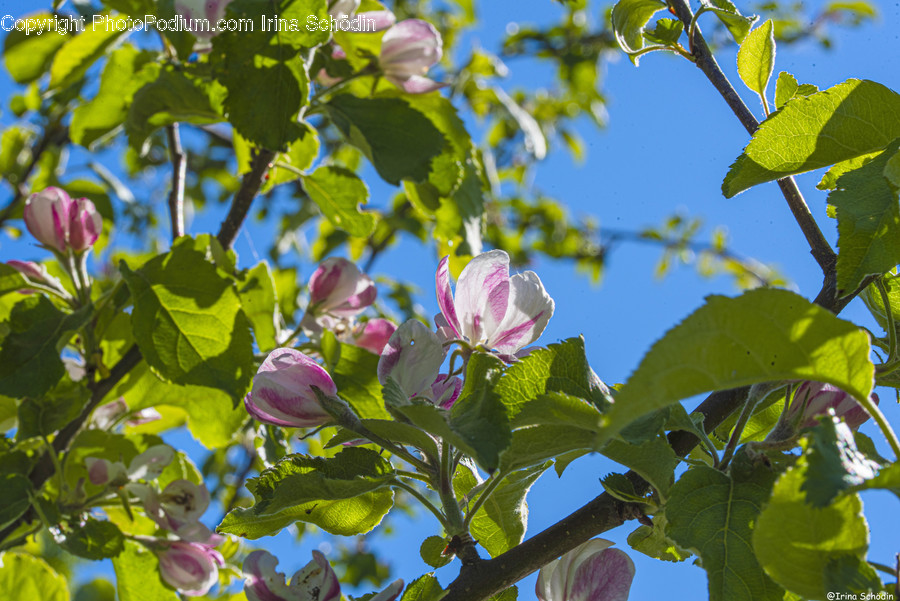 Plant, Blossom, Flower, Bird, Animal