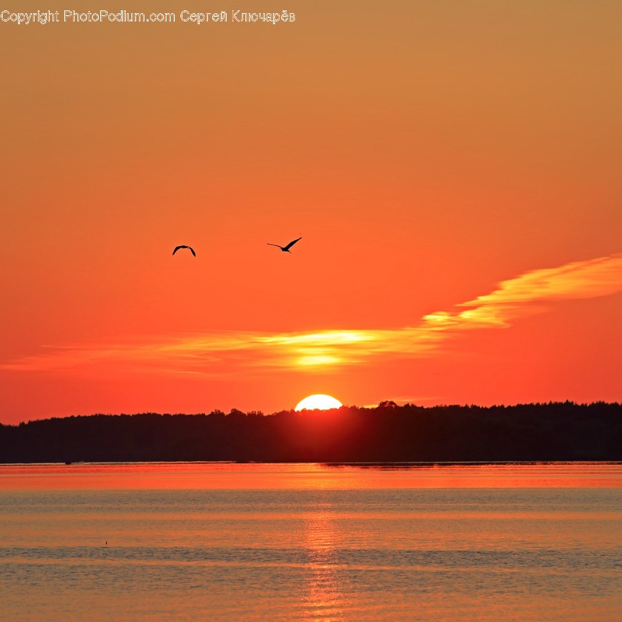 Nature, Animal, Bird, Outdoors, Dusk
