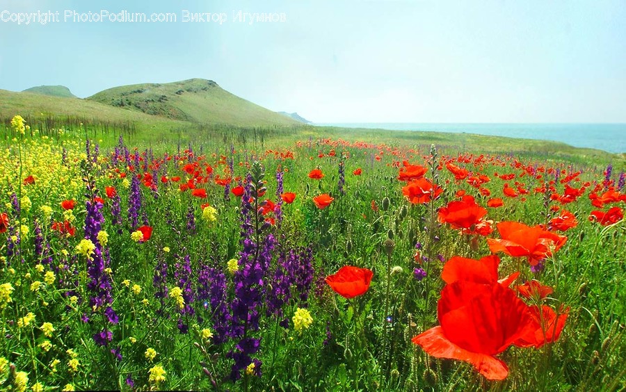 Field, Grassland, Outdoors, Nature, Plant