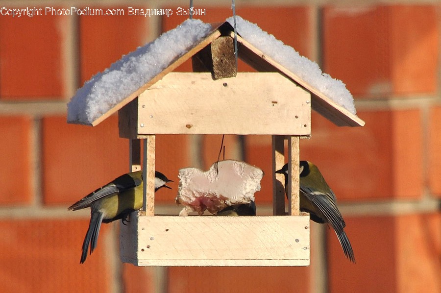 Bird Feeder, Bird, Animal, Agelaius, Blackbird