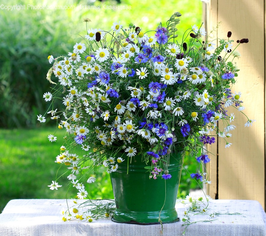 Plant, Blossom, Flower, Flower Bouquet, Flower Arrangement