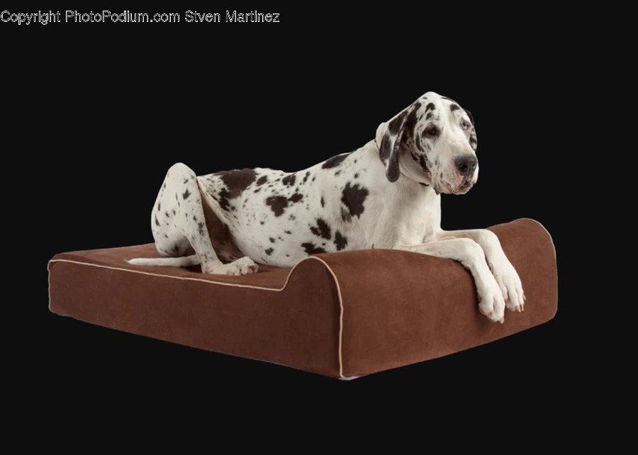 Animal, Pet, Canine, Mammal, Dog