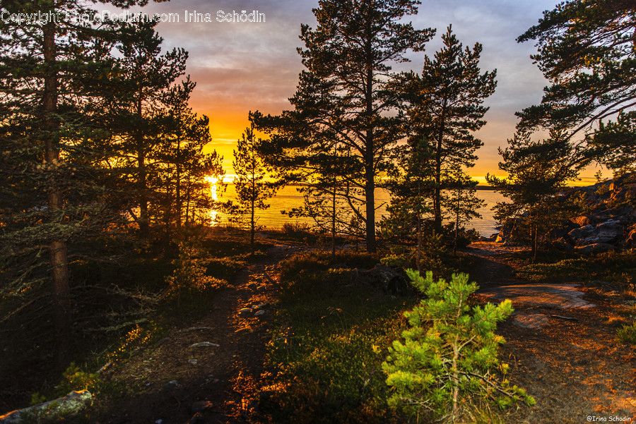 Plant, Tree, Nature, Outdoors, Abies