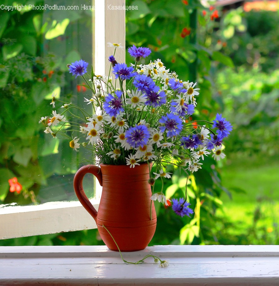 Plant, Flower, Blossom, Flower Arrangement, Geranium