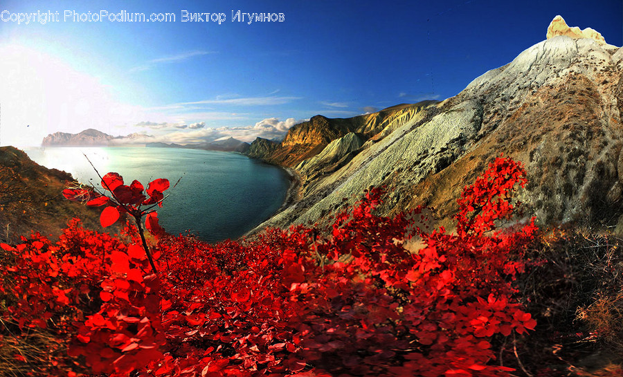 Plant, Leaf, Nature, Outdoors, Scenery