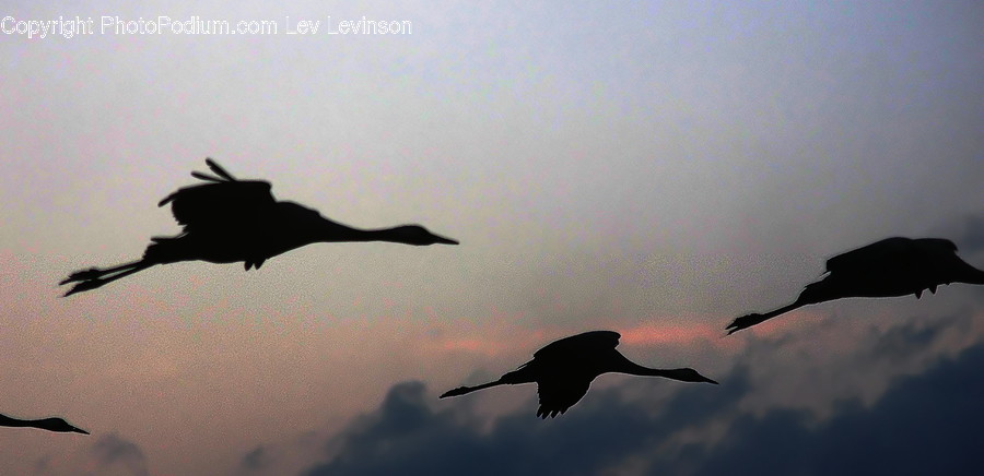 Animal, Bird, Silhouette, Flying, Outdoors