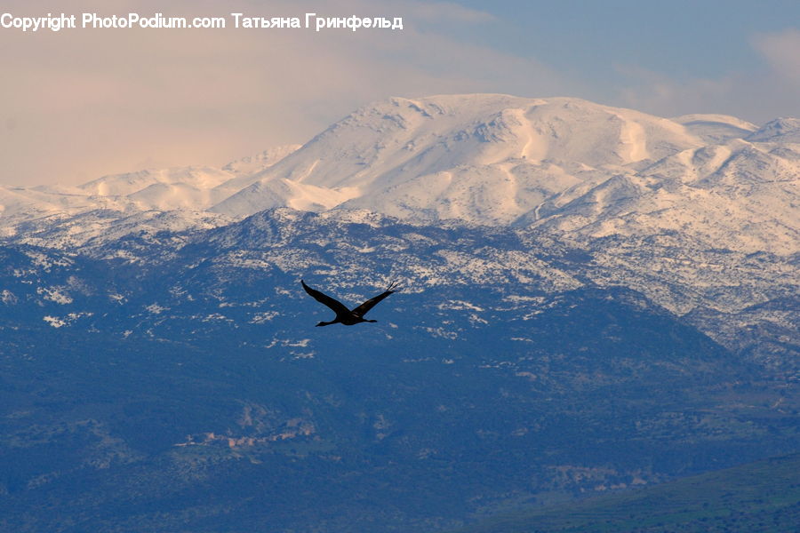 Bird, Condor, Vulture, Booby