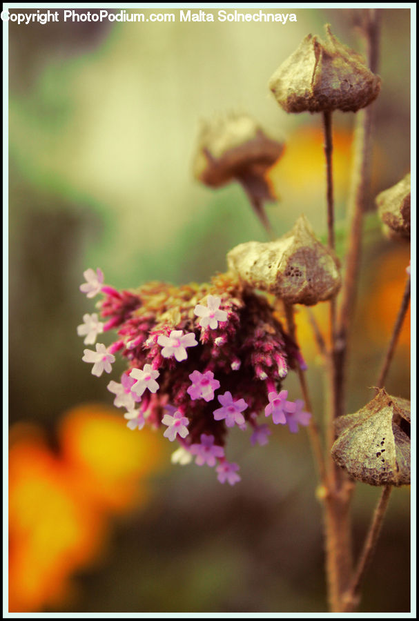 Bud, Plant, Blossom, Flora, Flower, Andrena, Apidae