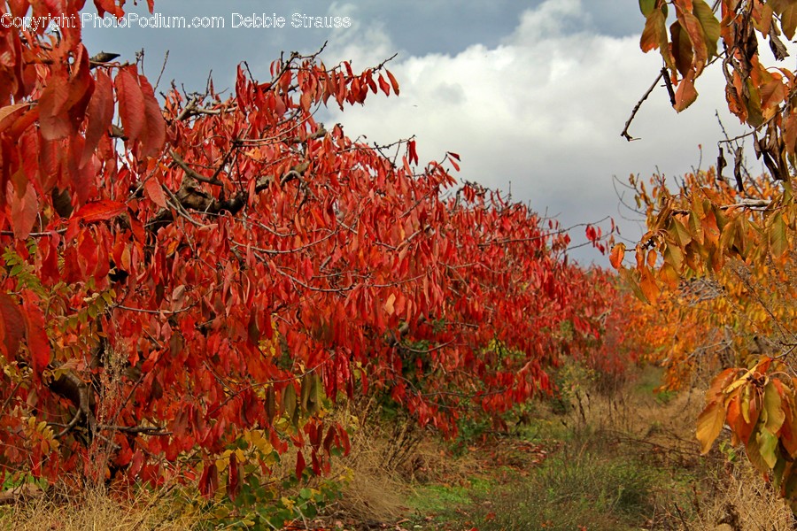 Leaf, Plant, Tree, Maple, Ground