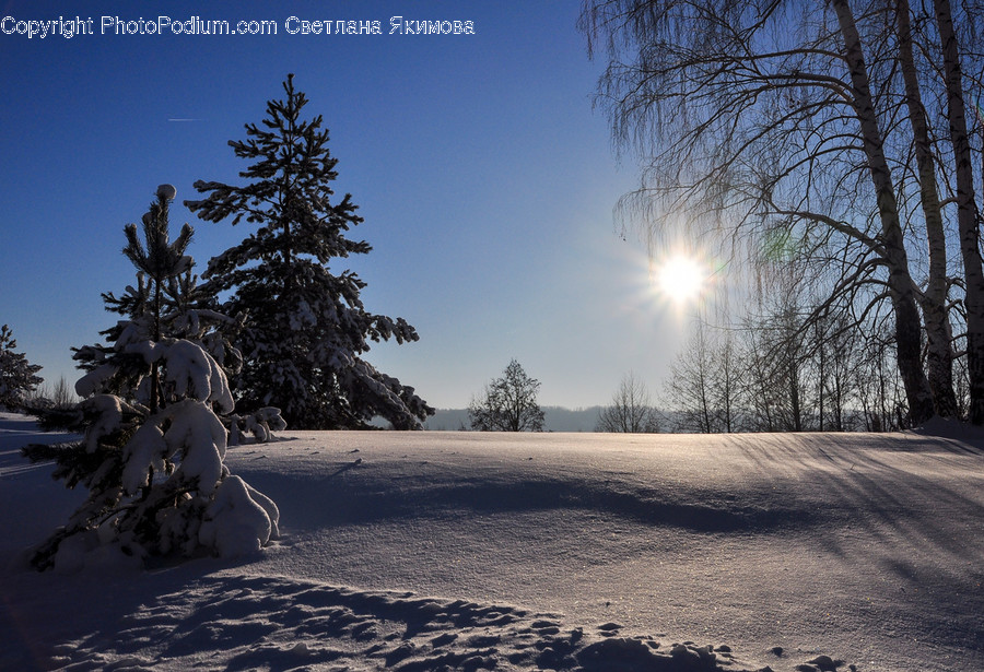 Tree, Plant, Fir, Abies, Flare