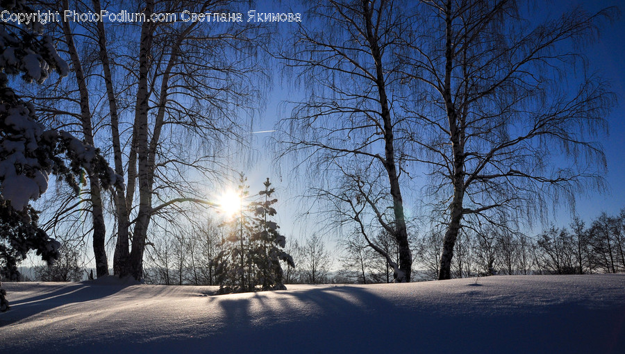 Flare, Light, Tree, Plant, Tree Trunk