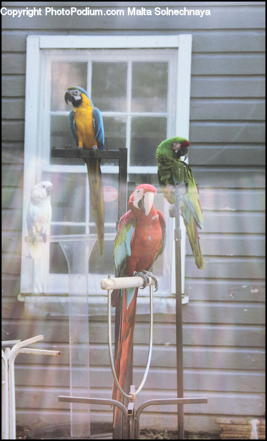 Bird, Cockatoo, Parrot, Macaw, Canary, Finch, Parakeet