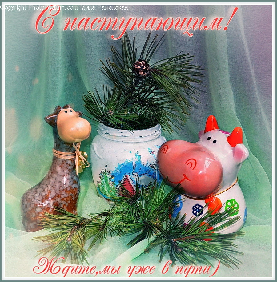 Plant, Tree, Fir, Abies