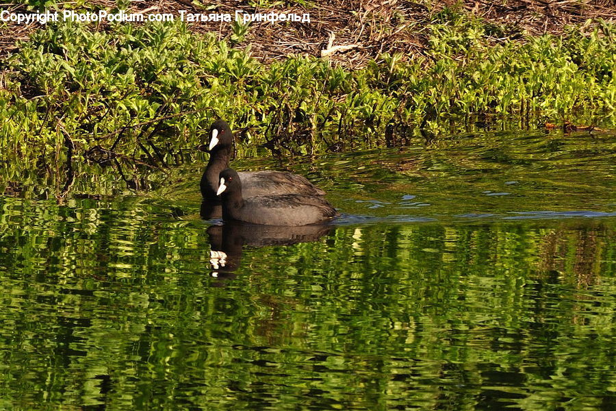 People, Person, Human, Bird, Waterfowl, Outdoors, Pond