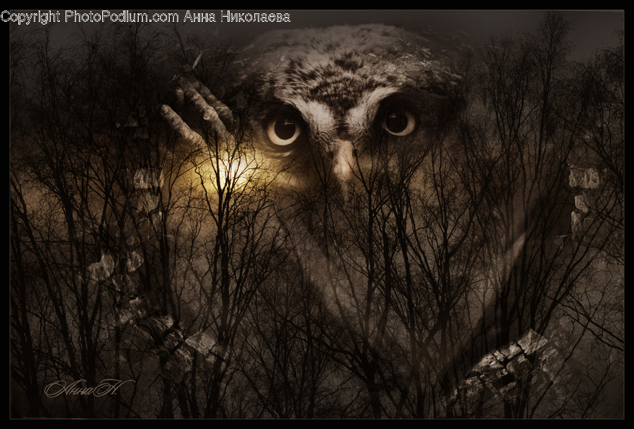 Owl, Animal, Bird, Elephant, Mammal