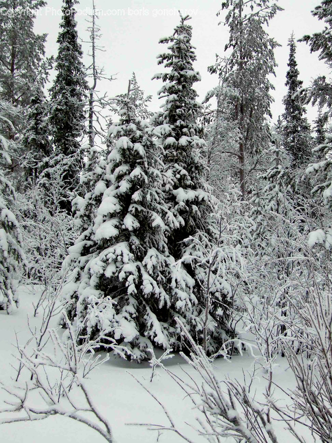 Tree, Plant, Fir, Abies, Conifer