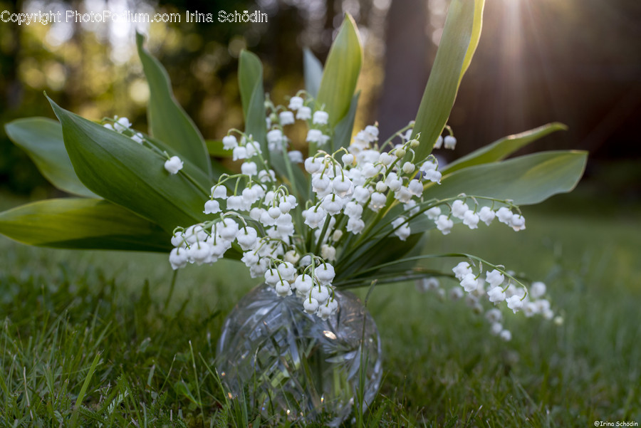 Plant, Apiaceae, Flower, Blossom
