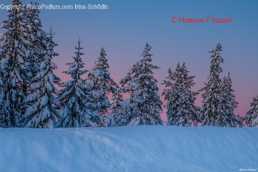 Tree, Plant, Fir, Abies, Pine