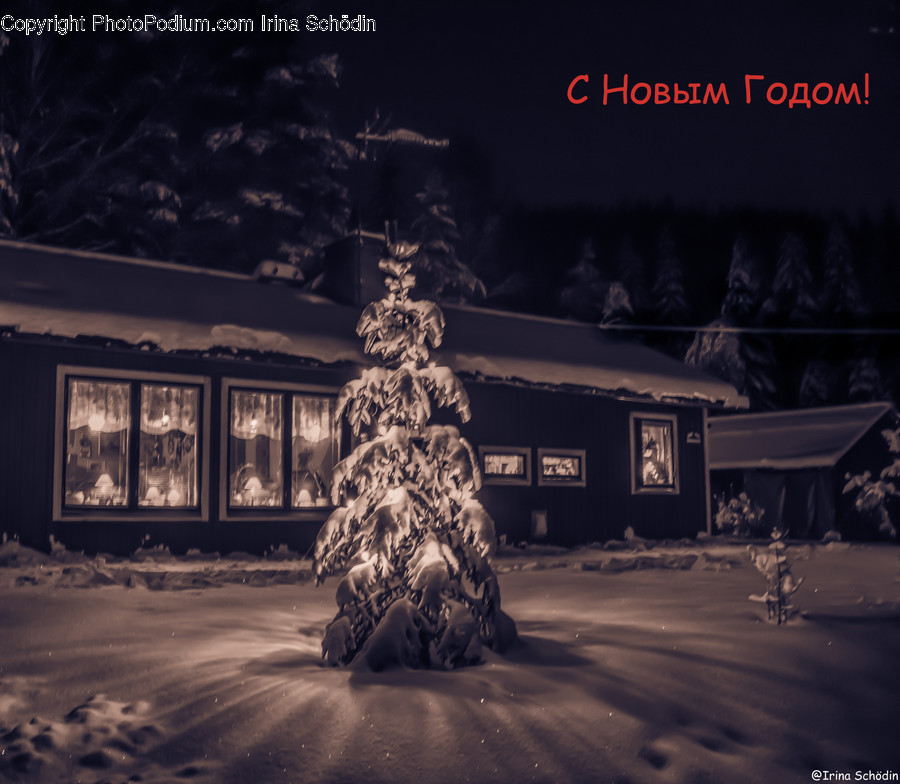 Tree, Plant, Christmas Tree, Ornament, Outdoors