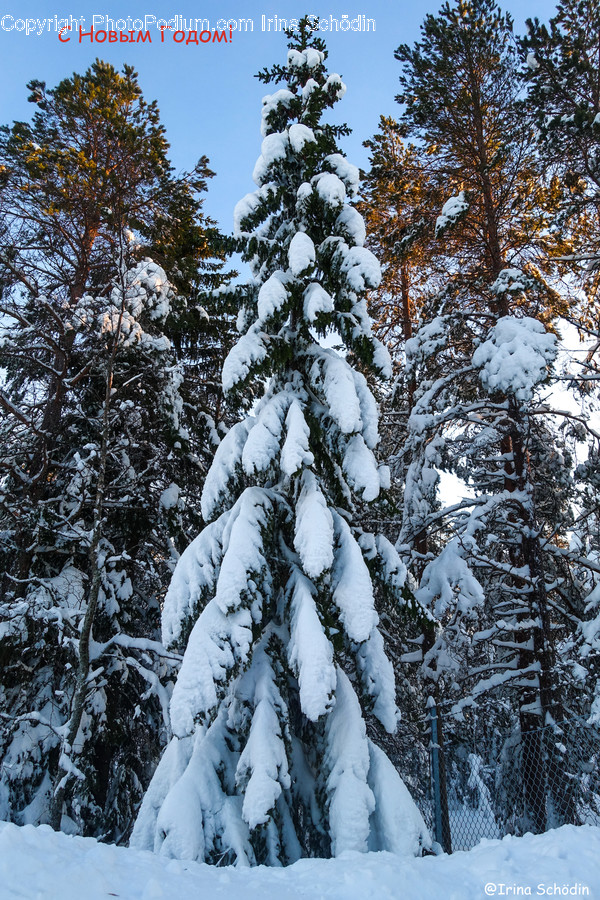 Tree, Plant, Fir, Abies, Conifer