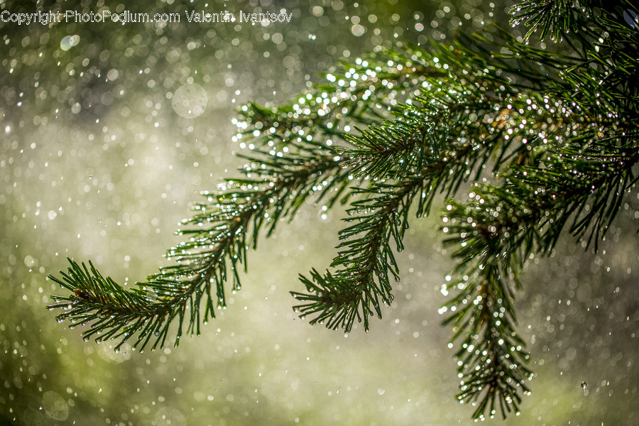 Tree, Plant, Fir, Abies, Spruce