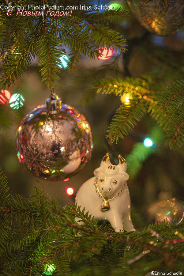 Tree, Plant, Ornament, Christmas Tree, Fir