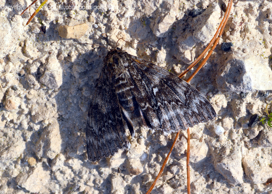 Insect, Animal, Invertebrate, Butterfly, Bird