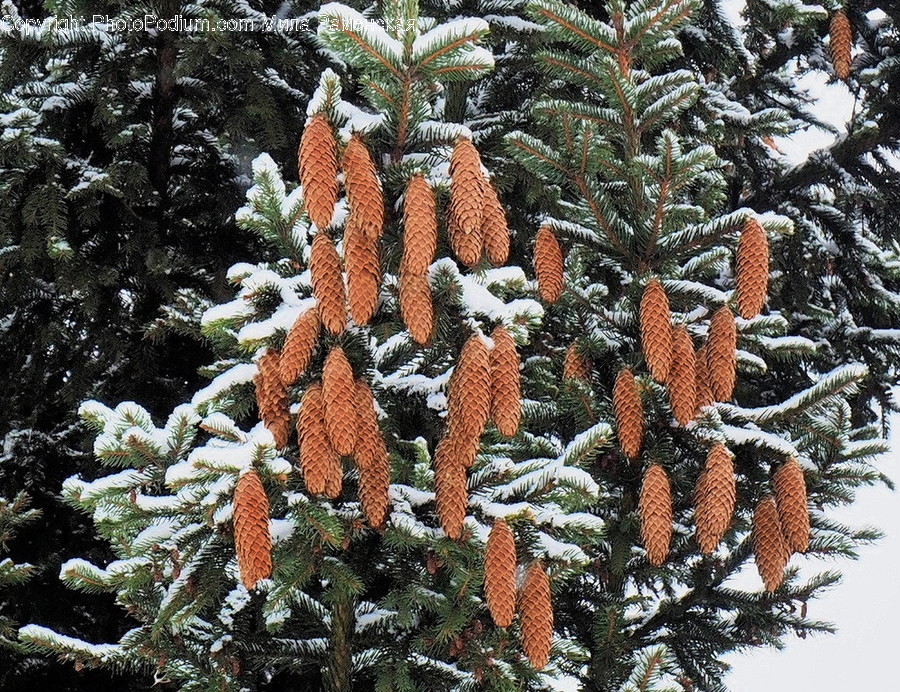 Tree, Plant, Fir, Abies, Conifer