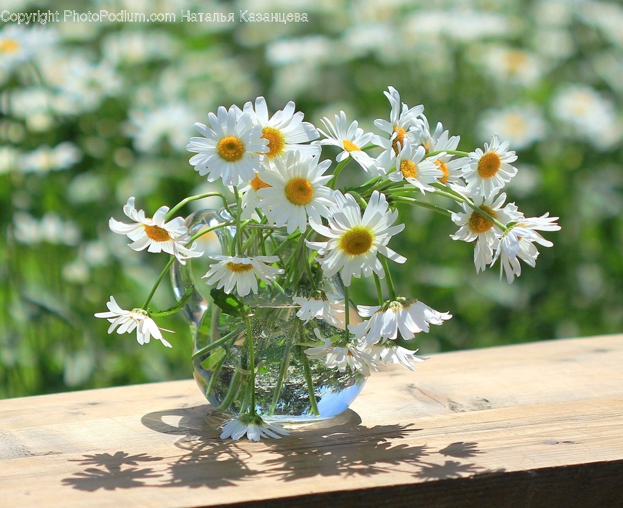 Plant, Daisy, Daisies, Flower, Blossom