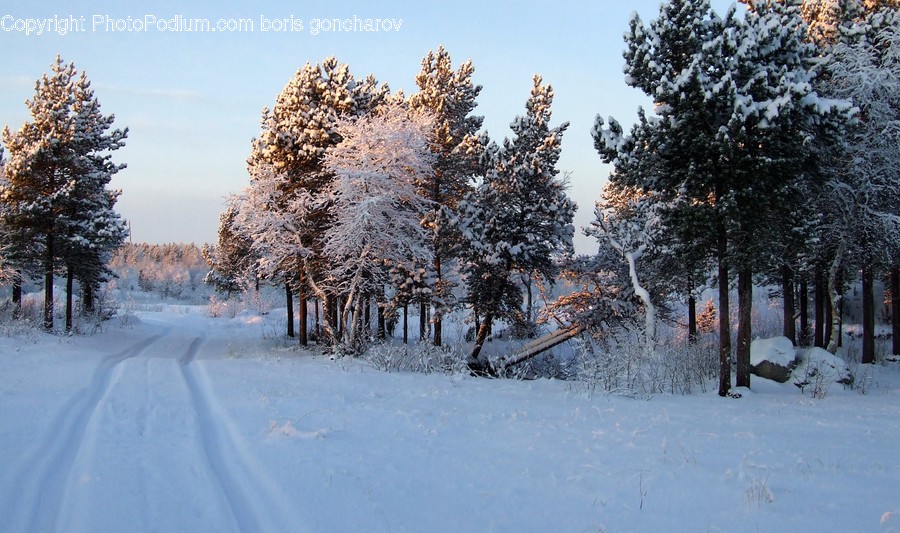 Nature, Outdoors, Fir, Abies, Tree