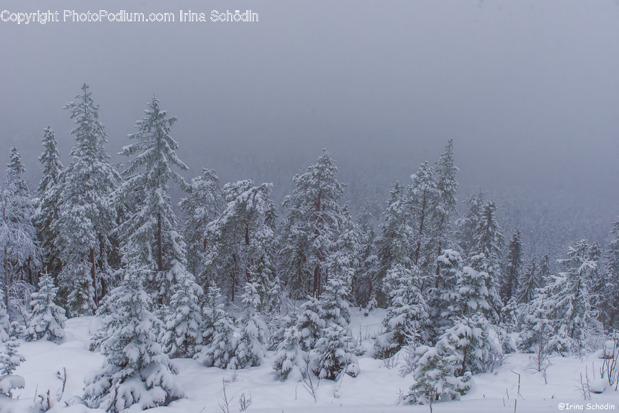 Tree, Plant, Fir, Abies, Nature