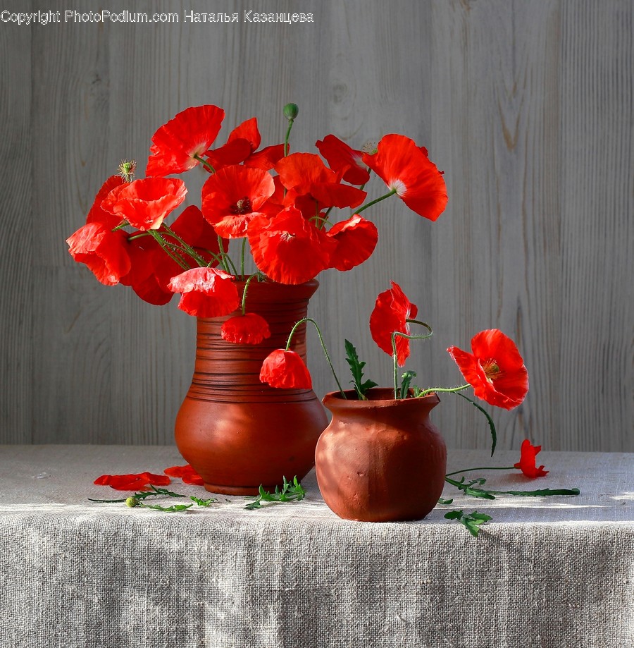 Plant, Geranium, Flower, Blossom, Flower Arrangement
