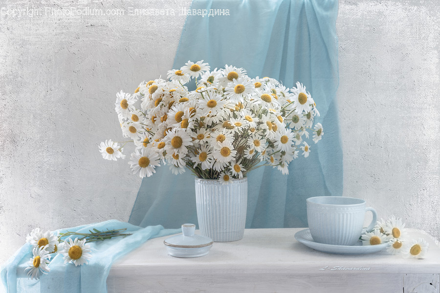 Plant, Flower, Blossom, Daisy, Daisies