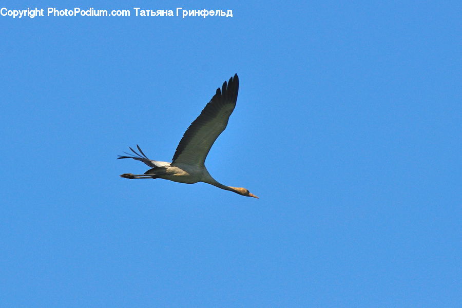 Bird, Crane Bird, Heron, Stork, Booby, Ardeidae