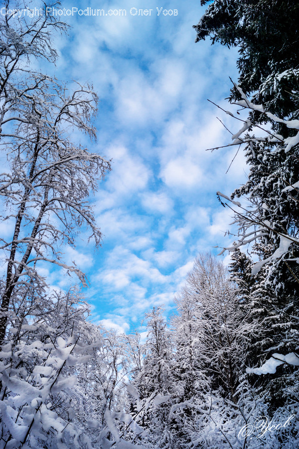 Tree, Plant, Fir, Abies, Nature