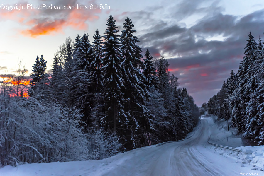 Tree, Plant, Fir, Abies, Conifer