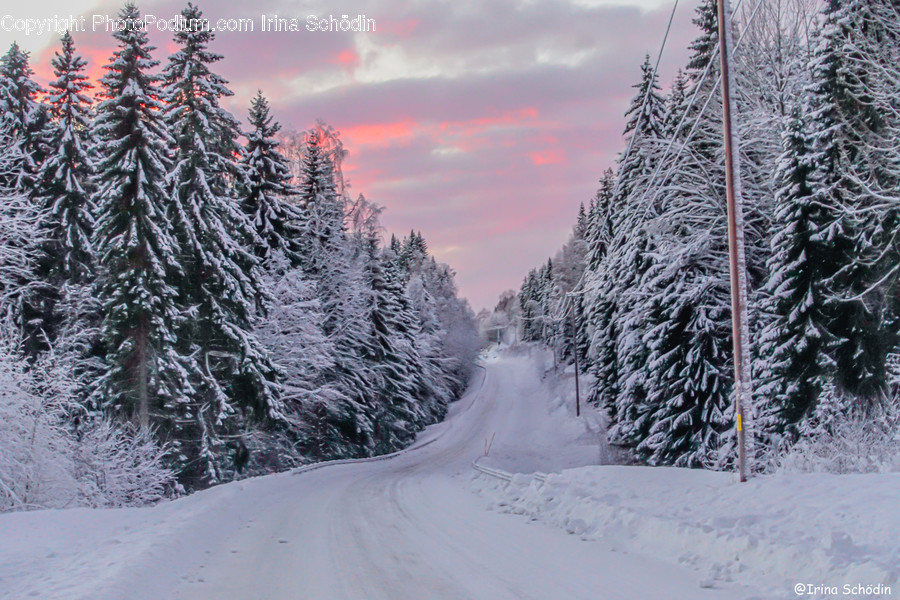 Tree, Plant, Fir, Abies, Nature