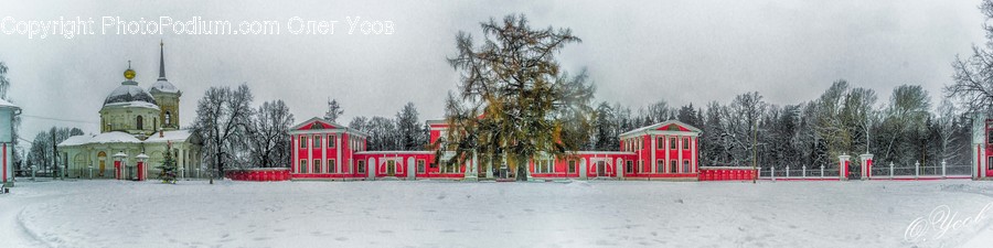 Tree, Plant, Fir, Abies, Conifer