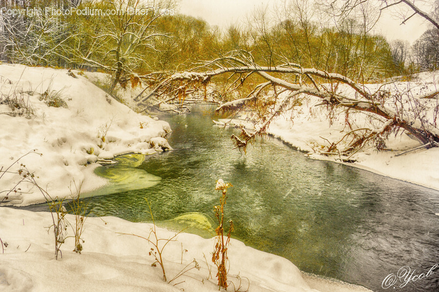 Nature, Land, Outdoors, Water, Plant