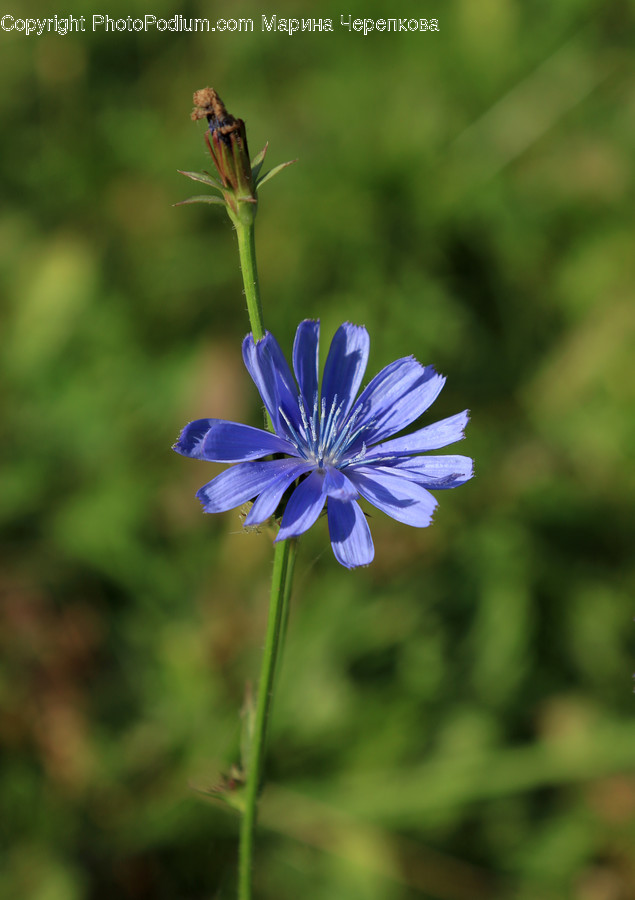 Plant, Flower, Blossom, Aster, Asteraceae