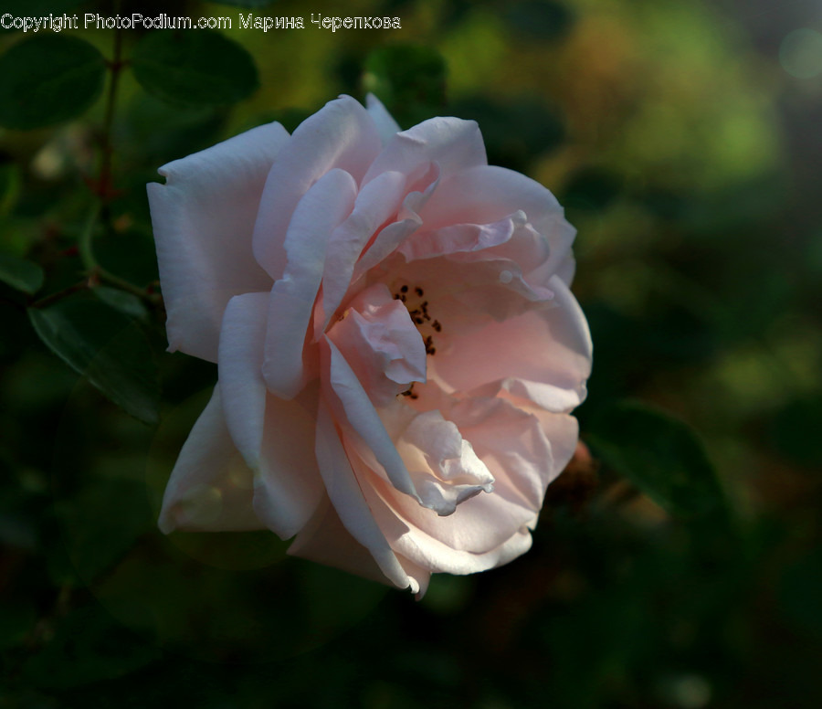 Rose, Plant, Flower, Blossom, Geranium
